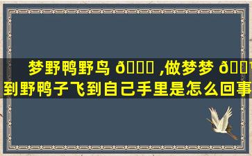 梦野鸭野鸟 🐒 ,做梦梦 🐼 到野鸭子飞到自己手里是怎么回事